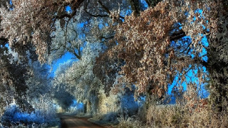 Dirt road trees bushes blue - a dirt road free wallpaper