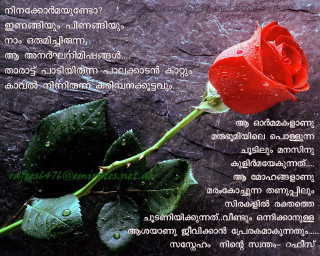 Red rose rain drops thai - a poem free wallpaper