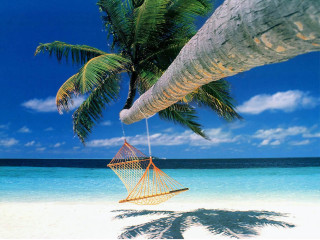 Hammock palm tree beach sky - a hammock free wallpaper