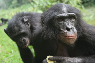 Chimpankins eating banana field grass - alex petruk ape free wallpaper