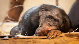 Chimpanzee log portrait animal photorealistic - alex petruk ape free wallpaper