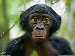 Monkey closeup tree sad face - a sad look free wallpaper