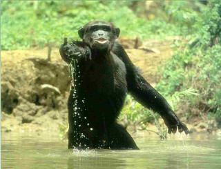 Black bear water arms up - alex petruk ape free wallpaper