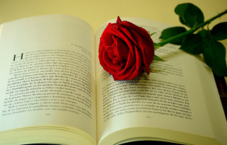 Red rose open book flower - a table top free wallpaper