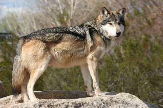 Wolf standing rock forest trees - male free wallpaper