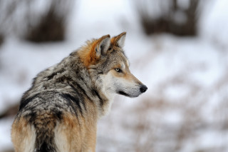 Wolf snow distance trees background - sharp focus free wallpaper