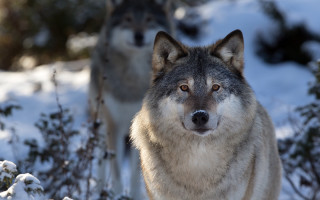 Two wolves snow woods trees - sharp focus free wallpaper