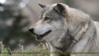 Wolf standing grass mouth open - tongue free wallpaper