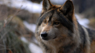 Wolf snow forest camera trees - male free wallpaper