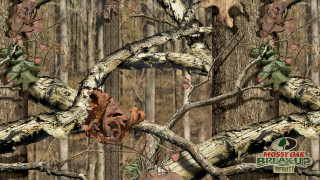 Tree leaves woods mossy oak - asher brown durand free wallpaper