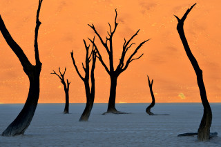 Trees desert sunset sky background - a sky background and a sun free wallpaper