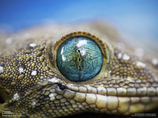 Lizard eye closeup blue background 2 - eye free wallpaper