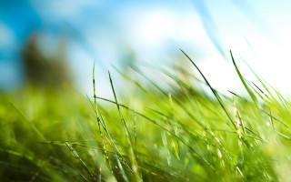 Grass field blue sky blurry - grass free wallpaper