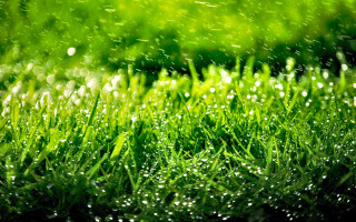 Grass water droplets closeup green 2 - cui bai free wallpaper