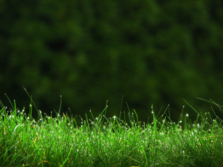 Dew grass macro nature forest - free forest wallpaper