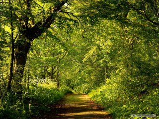 Dirt road forest nature sunlight - a dirt road free wallpaper