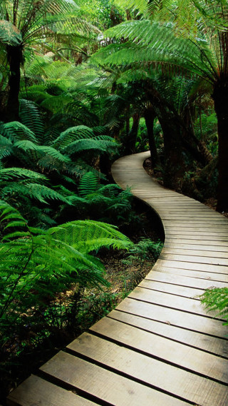 Wooden path lush green forest - elizabeth durack free wallpaper