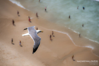 Bird flying beach people water - over a beach free wallpaper