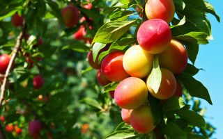 Fruit hanging branch blue sky - superflat free wallpaper