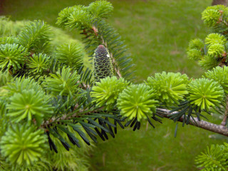 Pine tree branch cones green - sōsaku hanga free wallpaper