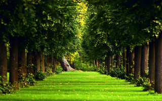 Long path trees grass bench - tree and grass free wallpaper