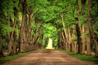Dirt road trees grass surrounding - both side of it free wallpaper