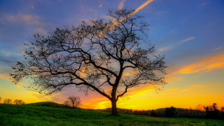 Tree field sunset clouds sky 11 - a sunset in the background free wallpaper