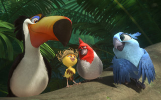 Birds tree branch jungle palm - a group of birds free wallpaper