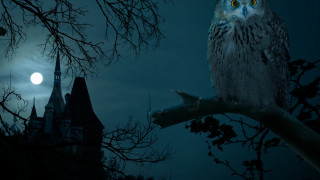 Owl tree castle night moon - free bird wallpaper