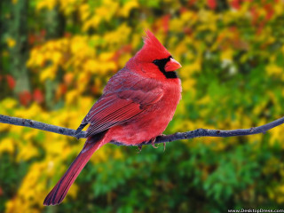 Red bird branch green yellow - a red bird free wallpaper