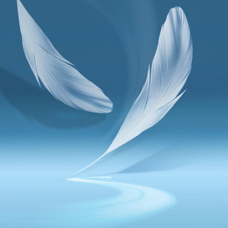White feather blue surface blue - a blue background free wallpaper