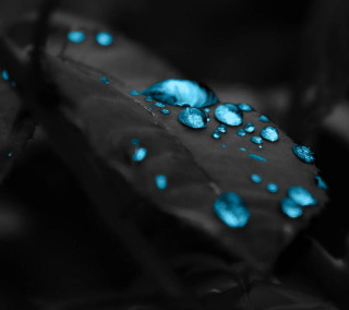 Leaf blue water droplets surface - a leaf free wallpaper