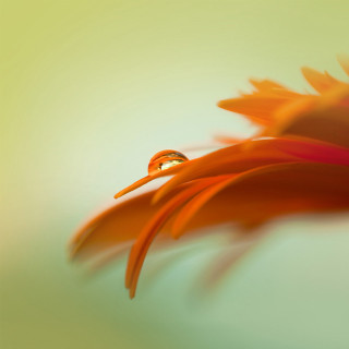 Close up flower water drop 3 - arie smit free wallpaper