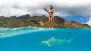 Woman bikini paddleboat shark ocean - sharp focus free wallpaper