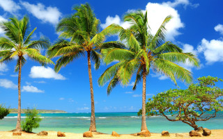 Beach palm trees blue sky 12 - a few rock free wallpaper for desktop