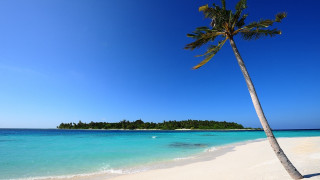 Palm beach island water matte - a small island in the background free wallpaper