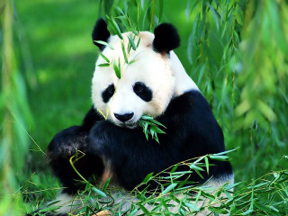 Panda eating bamboo field grass - bian jingzhao free wallpaper