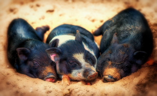Three pigs sleeping hole together - their eye free wallpaper