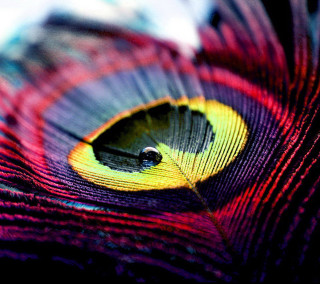 Colorful bird feathers closeup black - macro photography free wallpaper