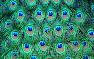 Peacock feathers blue eyes tail - a macro photograph free wallpaper