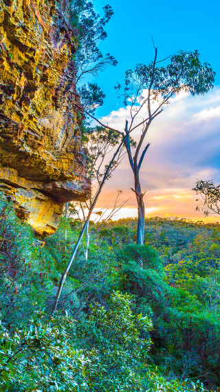 Tree forest cliff sunset colorful - australian tonalism free wallpaper