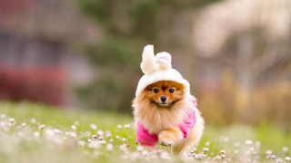 Small dog pink shirt bunny - a house in the background free wallpaper