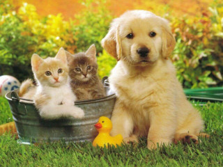 Dog kittens bucket grass rubber 2 - ducky free wallpaper