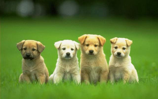 Puppies group sitting grass together - the grass together free wallpaper