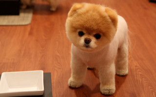 Small dog hardwood floor food - bian shoumin free wallpaper