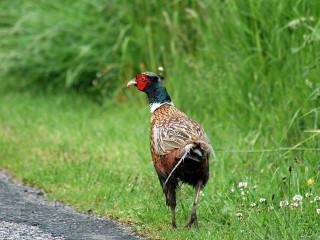 Bird road grass flowers nature - david young cameron free wallpaper
