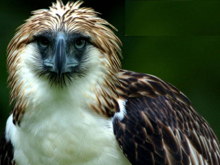 Bird prey closeup green background - prey free wallpaper
