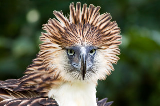 Long necked bird with patterned - a close up of a bird free wallpaper
