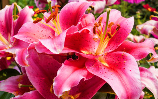 Pink flowers garden red center - a red center free wallpaper