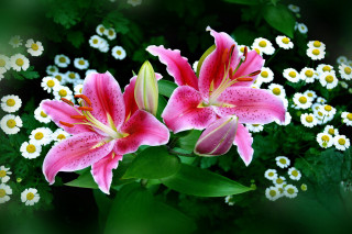 Pink white flowers vase daisies - a vase free wallpaper